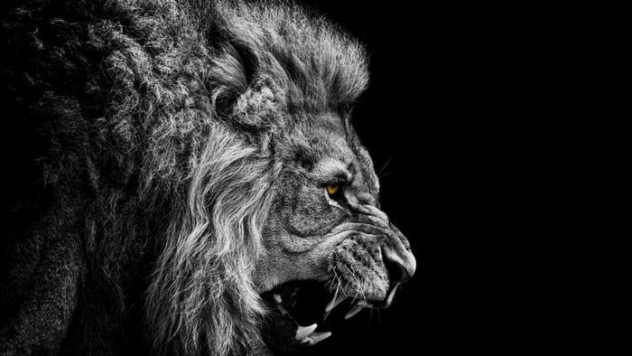 Monochrome lion head roaring in darkness
