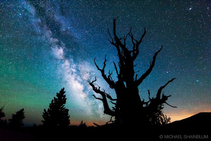 Silhouette of a dead tree against the Milky Way
