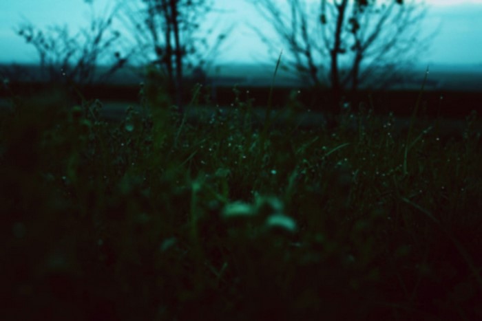 Dark grass with dew drops and trees