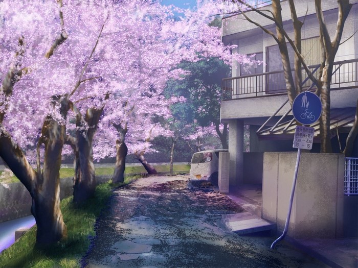 Cherry blossoms line a street next to a building