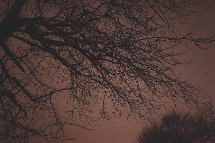 Bare tree branches against a dusky sky