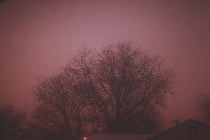 Bare trees against a hazy pink sky at dusk