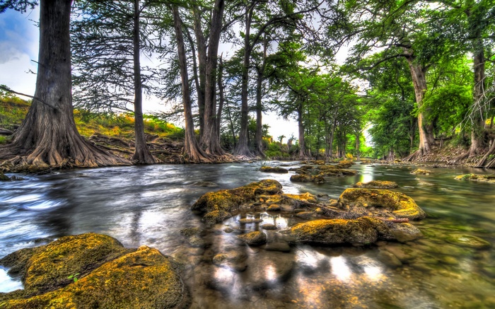 River flowing through a forest with large trees and rocks