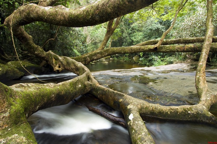 Mossy tree branches over a flowing river in a rainforest