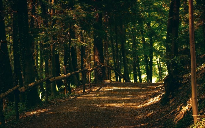 Sunlight filtering through trees onto a forest path