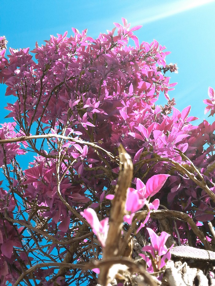 Pink leaves on branches against a bright blue sky