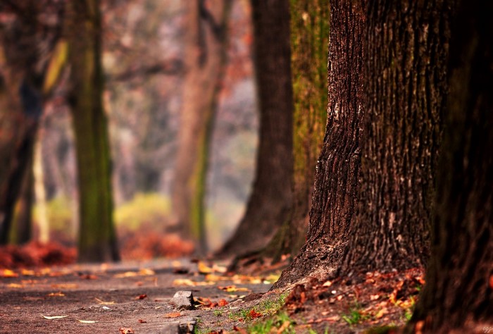 Autumn forest path with trees and fallen leaves