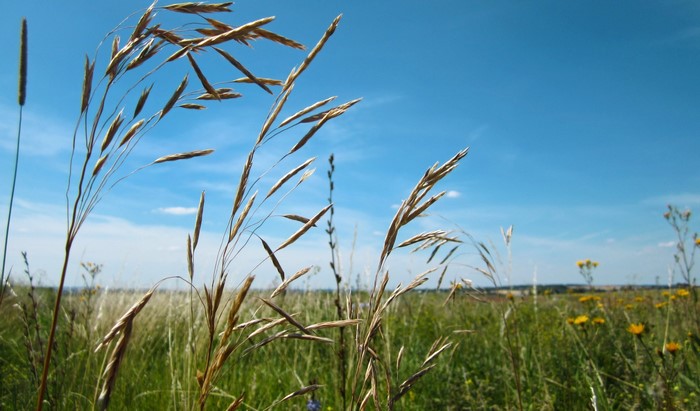 Tall grass blowing in the wind under a blue sky