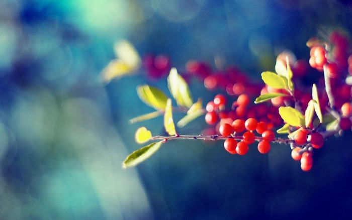 Red berries and green leaves on a branch
