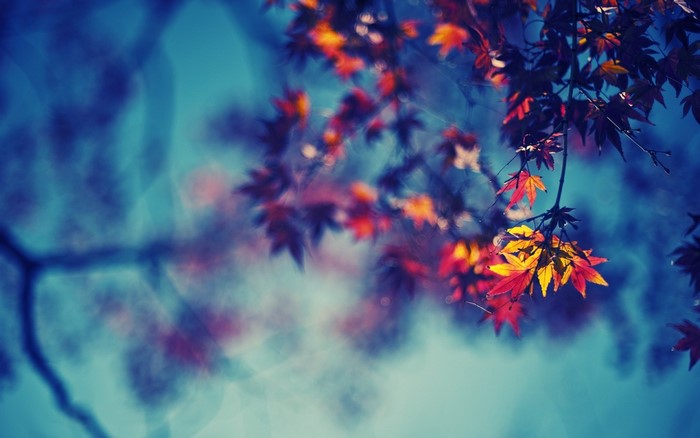Autumn leaves on a branch against a blue sky