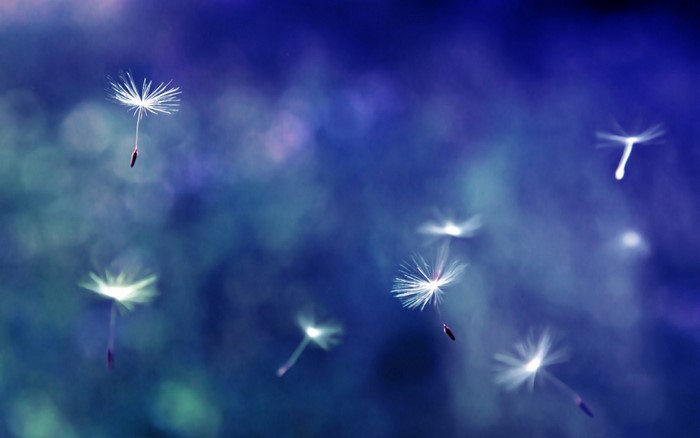 Dandelion seeds floating in blue light