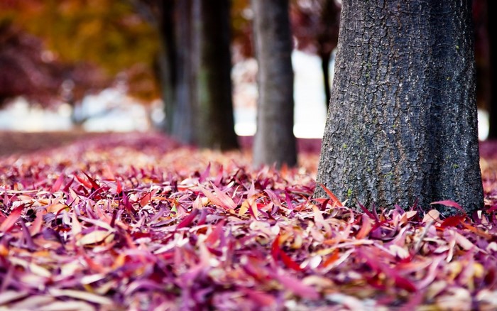 Autumn leaves on the ground near trees