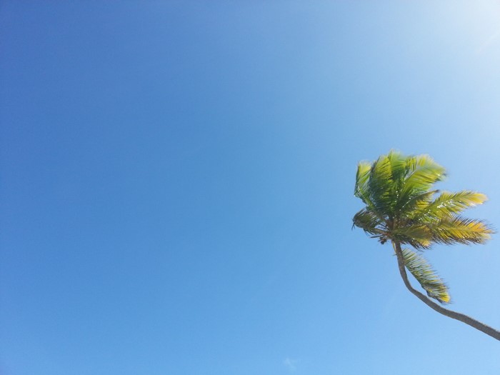 Palm tree against a clear blue sky