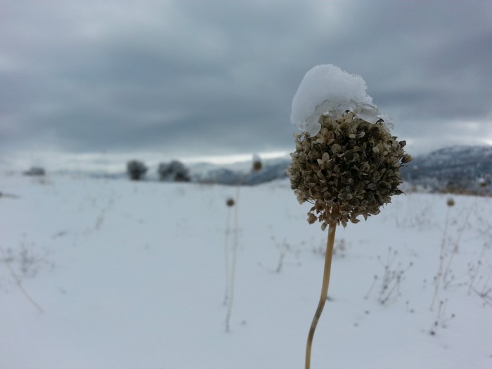 Dry flower with snow in a winter landscape