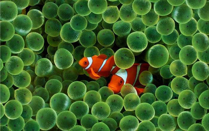 Two clownfish in green sea anemones