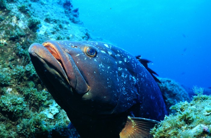 Grouper fish swimming near coral reef