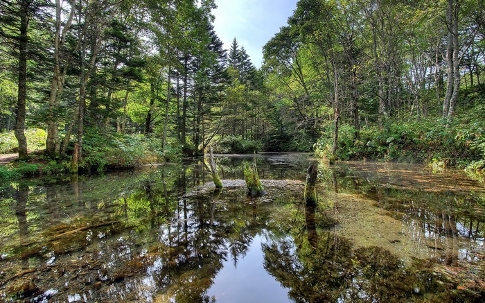 Forest pond with reflections and dead trees