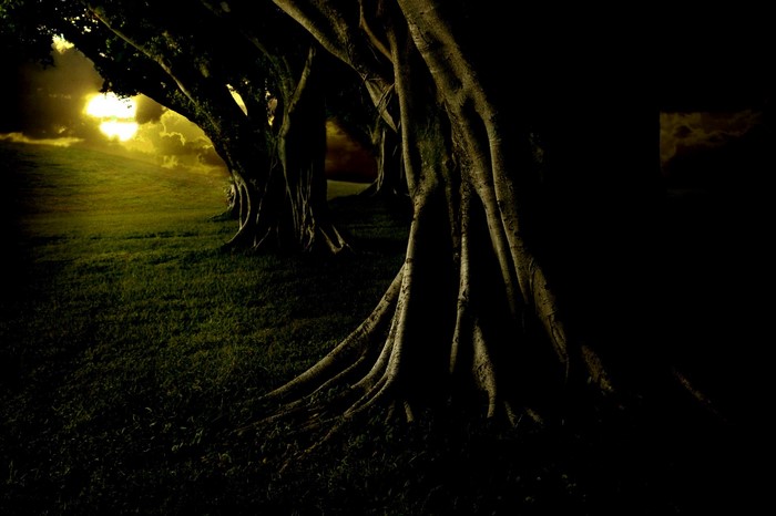 Trees in the dark with sunlight in the background