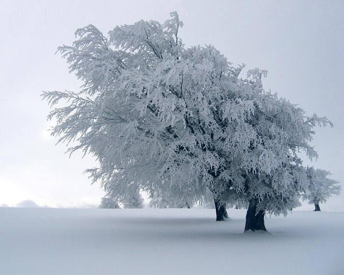Trees covered in frost in a snowy landscape