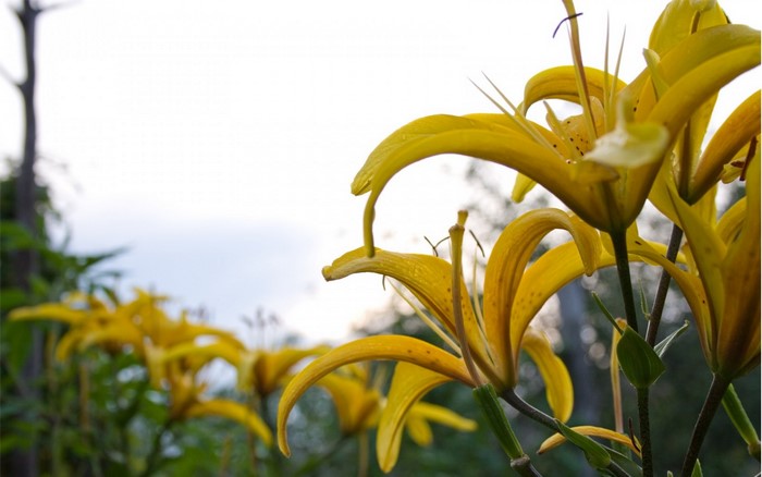 Yellow lilies in bloom with shallow depth of field