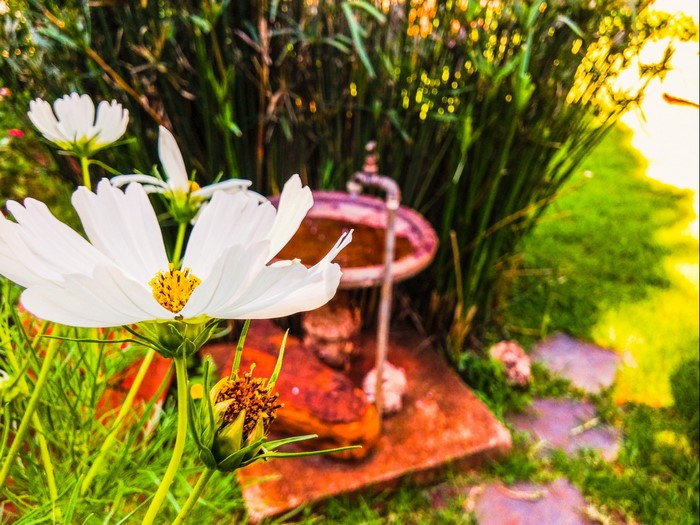 White cosmos flowers in a garden with a bird bath