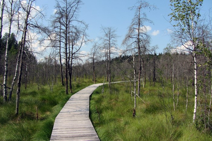 Wooden boardwalk through a wetland forest with dead trees