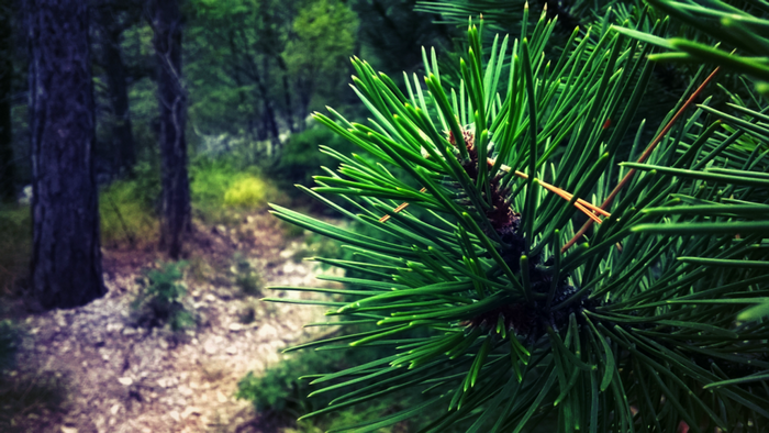 Close-up of pine needles in a forest