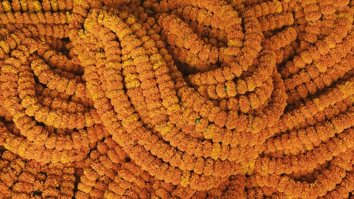 Close up of orange marigold flower garlands