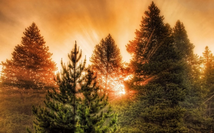 Sunlight filtering through pine trees
