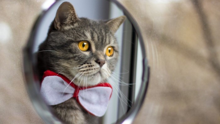 A cat wearing a bowtie looks into a mirror
