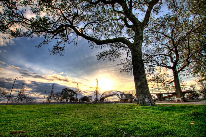 Tree branches over a grassy field with a bridge at sunset