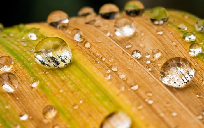 Water drops on a yellow and green leaf