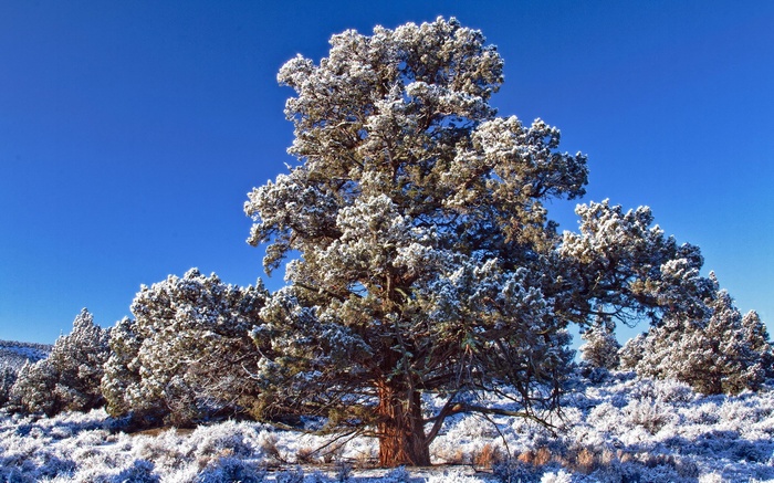Snow-covered tree against a clear blue sky