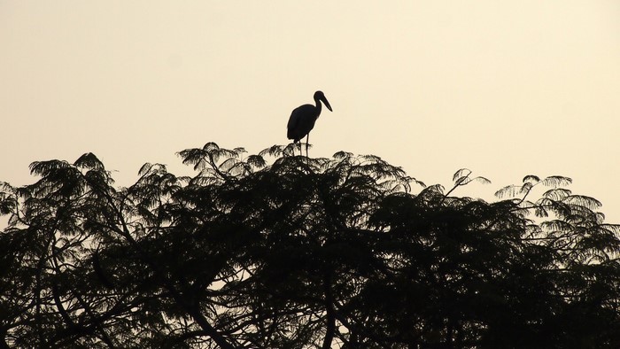 Silhouette of a bird on a tree