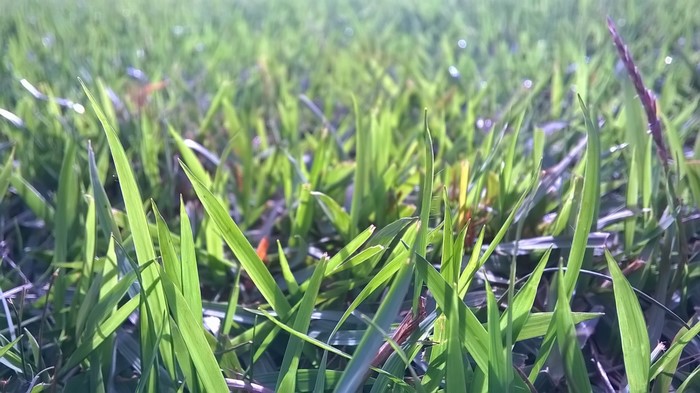 Close-up of green grass blades in sunlight