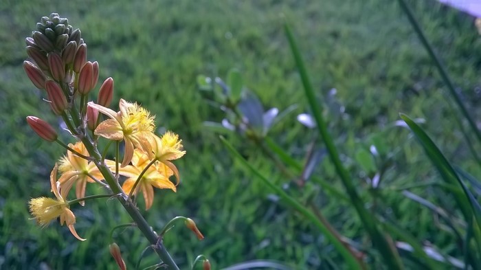 Yellow flowers blooming on a green grassy field