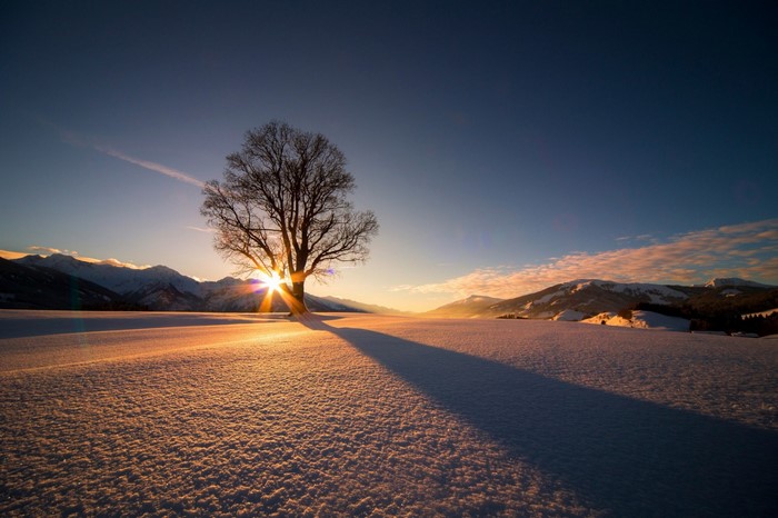 Lone tree in a snowy landscape at sunrise