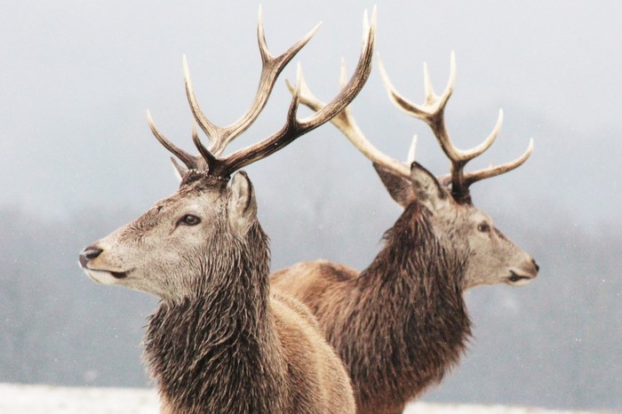 Two deer with large antlers in a snowy landscape