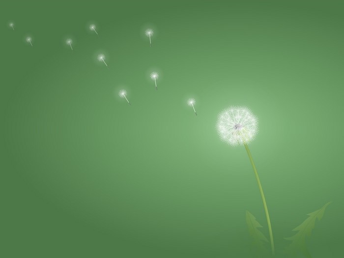 Dandelion seeds blowing in the wind on a green background