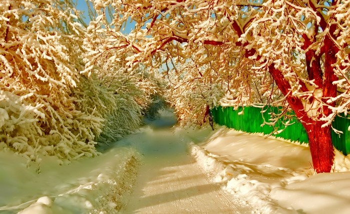 Snowy pathway lined with trees and a green fence