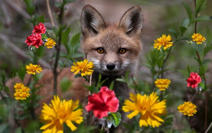 Red fox kit peeking through colorful flowers