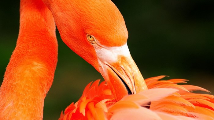 Close up of a bright orange flamingo preening its feathers