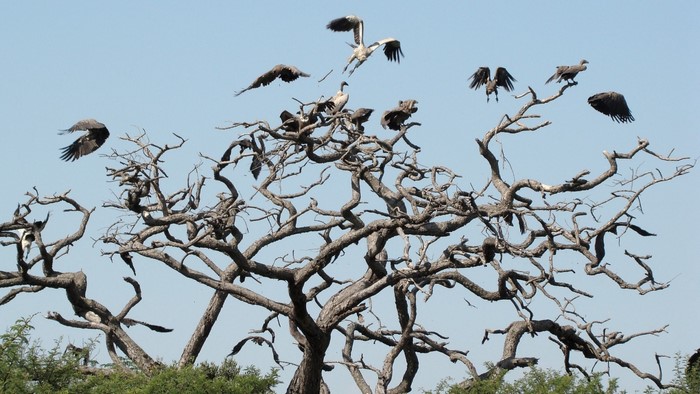 Flock of birds in a dead tree against a blue sky