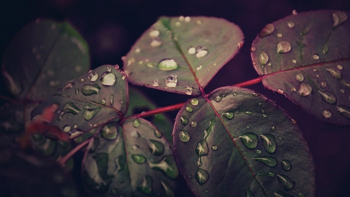 Close-up of wet leaves with water drops