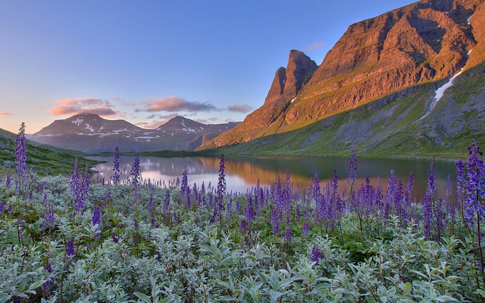 Purple lupine flowers in front of a lake and mountains