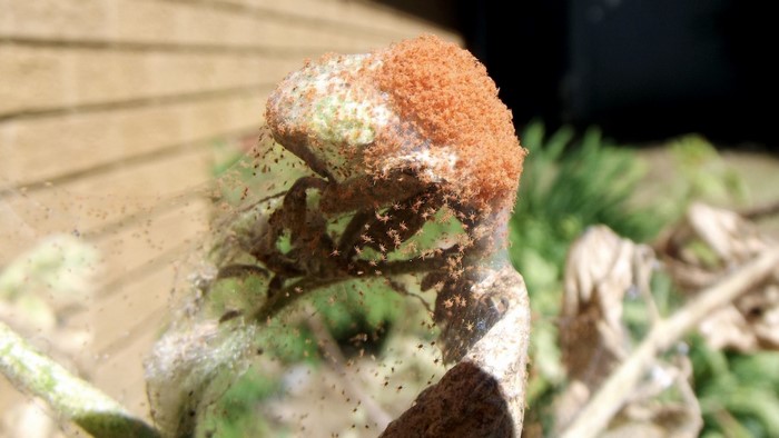 Spider mites on a plant with webbing