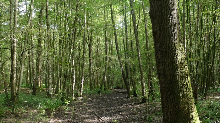 A dirt path winds through a dense forest with tall trees.