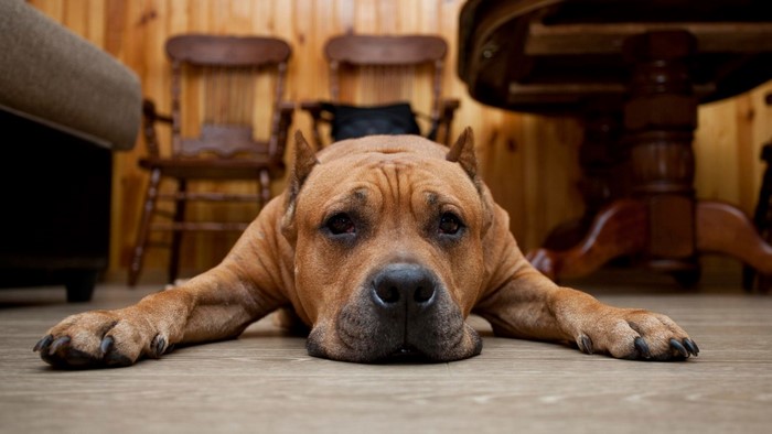 Brown dog lying on the floor indoors