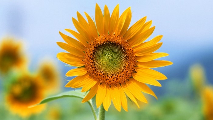 Bright Yellow Sunflower in Bloom
