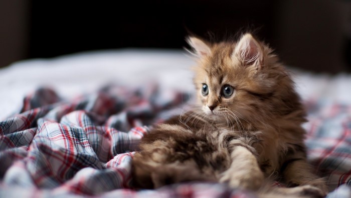 Fluffy kitten with blue eyes on a plaid blanket
